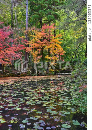 南禅寺　天授庵の紅葉と池泉回遊式庭園 132065571