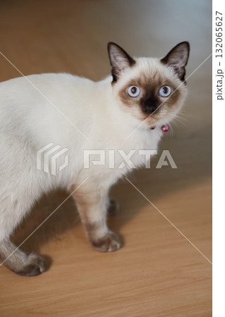 Close up cute siamese cat 132065627