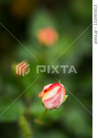 開花を待つバラの蕾　静かな息吹 132065813