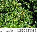 栗の木に実った栗 132065845