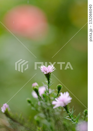 淡く咲く小さな花 静かな午後の光 淡く咲く小さな花 静かな午後の光 132066040