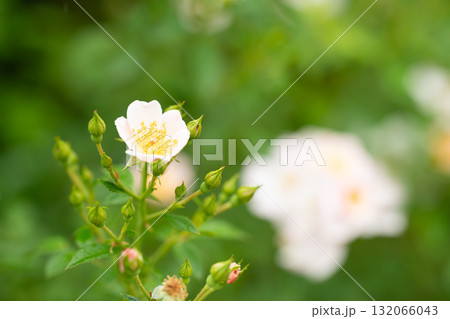 白い野バラの花 初秋のやさしい光の中で 白い野バラの花 初秋のやさしい光の中で 132066043