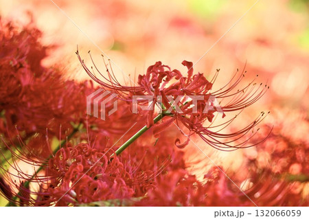ふんわり輝く美しい彼岸花 秋の風景 ふんわり輝く美しい彼岸花 秋の風景 132066059