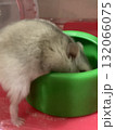 ご飯を食べるハムスター ご飯を食べるハムスター 132066075