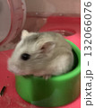 ご飯を食べるハムスター ご飯を食べるハムスター 132066076