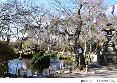 長野県　小諸城址懐古神社境内の池と桜 132066115