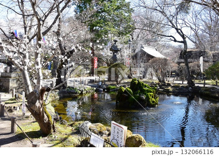 長野県　小諸城址懐古神社境内の池と桜 132066116
