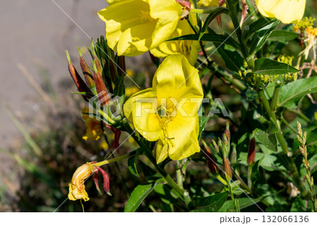 Biennial evening primrose, beautiful edible wild plant, root with a ham flavor, oenothera biennis 132066136