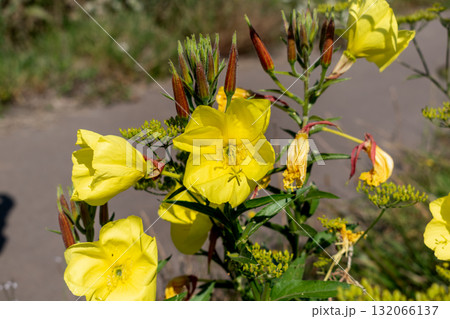 Biennial evening primrose, beautiful edible wild plant, root with a ham flavor, oenothera biennis 132066137