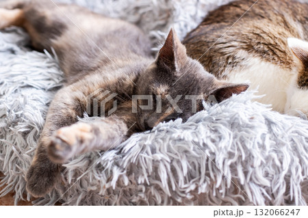 Two Cats Sleeping on a Soft Fluffy Blanket — Cozy Home Pet Nap 132066247