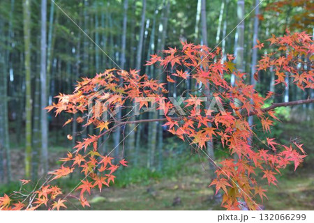 世界遺産 京都 嵯峨嵐山 臨済宗大本山 天龍寺の紅葉 世界遺産 京都 嵯峨嵐山 臨済宗大本山 天龍寺の紅葉 132066299