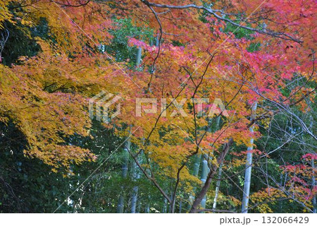世界遺産 京都 嵯峨嵐山 臨済宗大本山 天龍寺の紅葉 世界遺産 京都 嵯峨嵐山 臨済宗大本山 天龍寺の紅葉 132066429