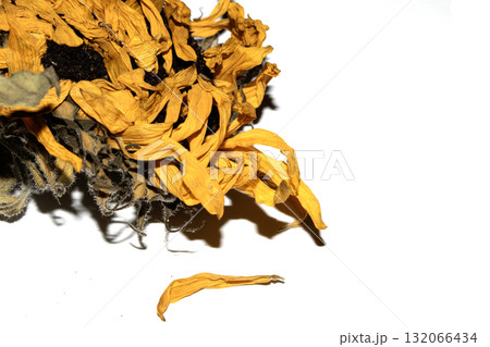 abstract decaying dead sunflower yellow flower starting to finish blooming on a white background abstract decaying dead sunflower yellow flower starting to finish blooming on a white background 132066434