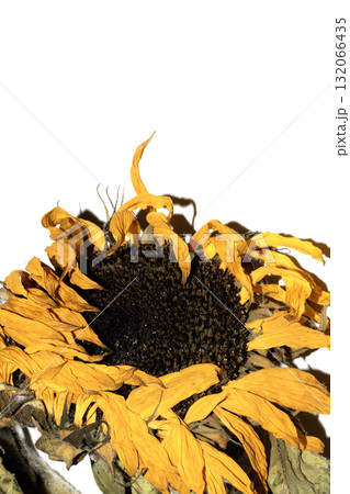 abstract decaying dead sunflower yellow flower starting to finish blooming on a white background 132066435
