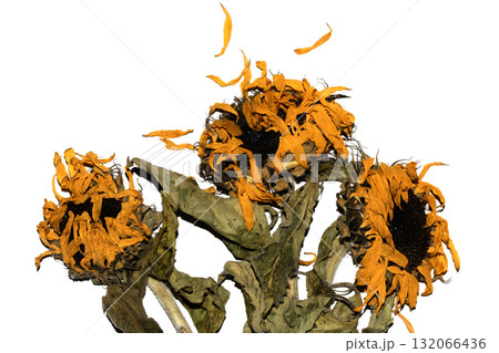 abstract decaying dead sunflower yellow flower starting to finish blooming on a white background abstract decaying dead sunflower yellow flower starting to finish blooming on a white background 132066436
