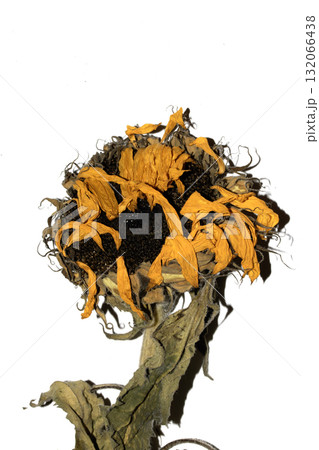 abstract decaying dead sunflower yellow flower starting to finish blooming on a white background abstract decaying dead sunflower yellow flower starting to finish blooming on a white background 132066438