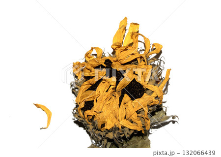 abstract decaying dead sunflower yellow flower starting to finish blooming on a white background 132066439