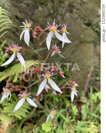 ユキノシタ 132066559