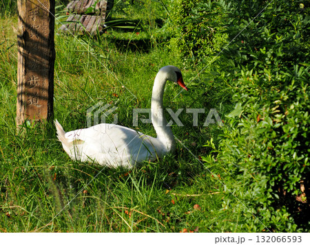 千葉県我孫子市・手賀沼遊歩道・白鳥 132066593
