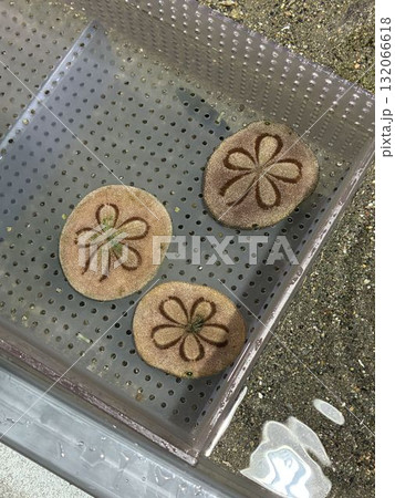 タコノマクラ 132066618