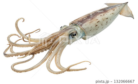 squid, isolated on a transparent background  132066667
