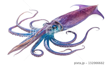 squid, isolated on a transparent background squid, isolated on a transparent background 132066682