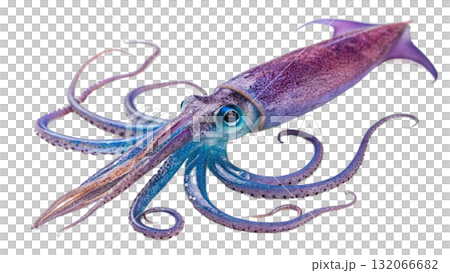 squid, isolated on a transparent background  132066682