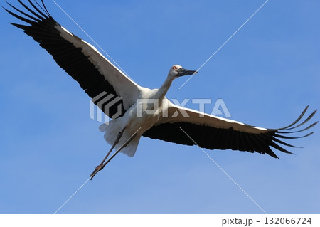 青空を飛ぶコウノトリ 132066724