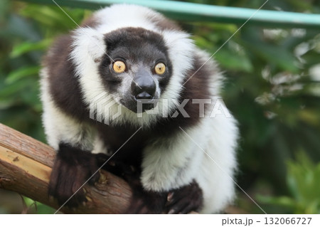 クロシロエリマキキツネザル クロシロエリマキキツネザル 132066727