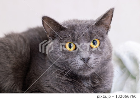 Close-up Portrait of a Gray Domestic Cat with Bright Yellow Eyes 132066760