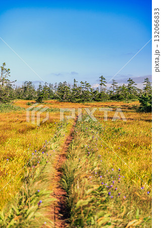 高原に咲くリンドウと続く道 高原に咲くリンドウと続く道 132066833