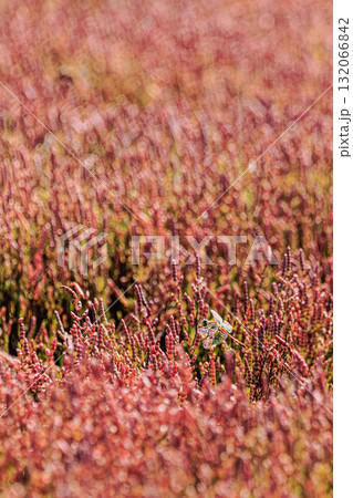 秋色に染まるサンゴ草と赤トンボ 132066842