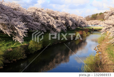 今は無くなった太平川の桜並木 132066933