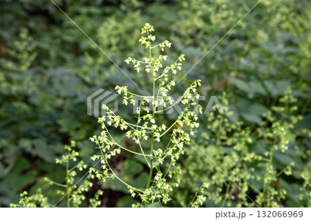 カナムグラと花　(秋の花粉症の原因植物) 132066969