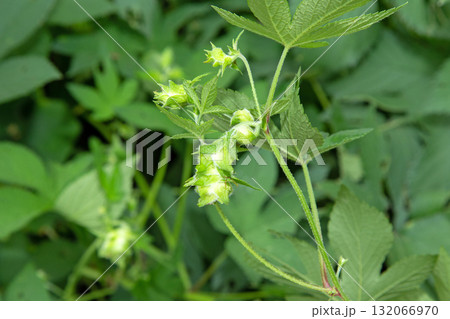 カナムグラの雌花　(秋の花粉症の原因植物) 132066970