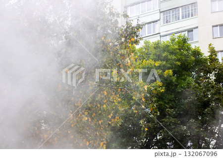 Urban Morning Mist Among Trees and Residential Building Windows 132067096