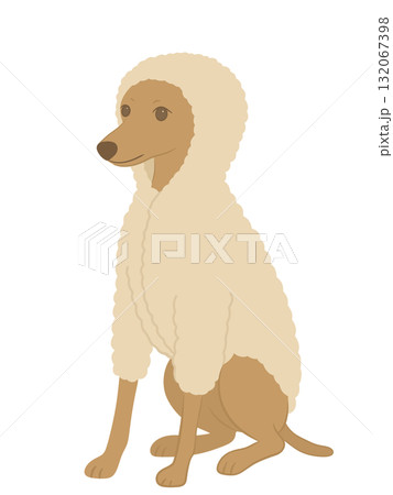 モコモコの服を着たイタリアングレーハウンドのイラスト 132067398