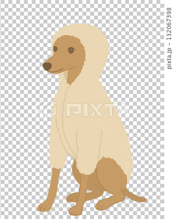 モコモコの服を着たイタリアングレーハウンドのイラスト 132067398