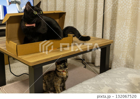 黒猫とサビ猫 黒猫とサビ猫 132067520