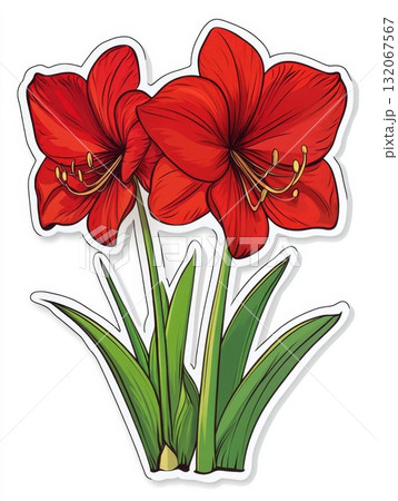 red amaryllis flowers on white background 132067567