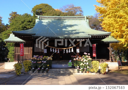 秋の峯ヶ岡八幡神社:拝殿/大銀杏(埼玉県川口市) 秋の峯ヶ岡八幡神社:拝殿/大銀杏(埼玉県川口市) 132067583