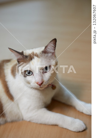 Close up White cat on the floor 132067607