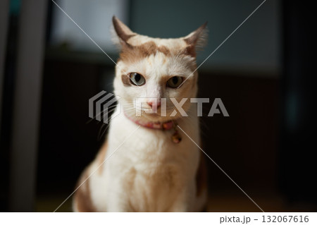 Close up White cat on the floor Close up White cat on the floor 132067616