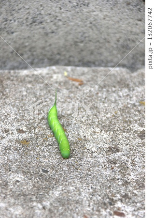 ガの幼虫 ガの幼虫 132067742
