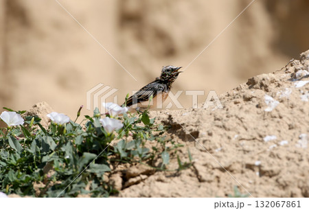 Young pied wheatear (Oenanthe pleschanka) Young pied wheatear (Oenanthe pleschanka) 132067861