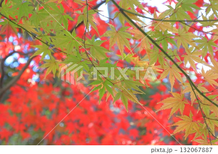 秋の峯ヶ岡八幡神社モミジ（埼玉県川口市） 132067887