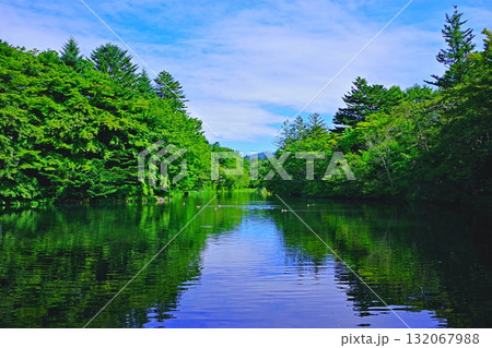 軽井沢随一の憩いの場所、スワンレイク「雲場池」 132067988