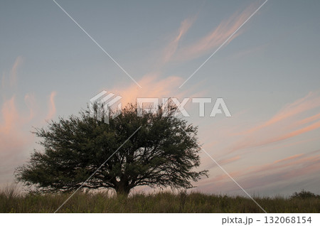 Pampas grass landscape, La Pampa province, Patagonia, Argentina. Pampas grass landscape, La Pampa province, Patagonia, Argentina. 132068154