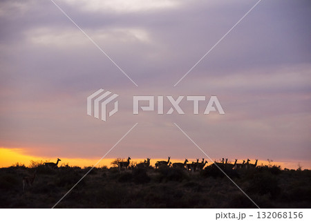 Guanaco, Lama Guanicoe,  Peninsula Valdes, Unesco World Heritage Site, Patagonia Argentina. 132068156