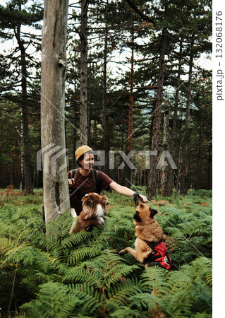 Woman training two dogs in fern forest at Divcibare, Serbia. German and Australian Shepherd travel with owner together Woman training two dogs in fern forest at Divcibare, Serbia. German and Australian Shepherd travel with owner together 132068176
